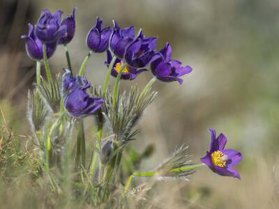 pulsatilla patens habitus