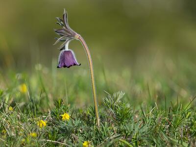 pulsatilla pratensis ssp hungarica