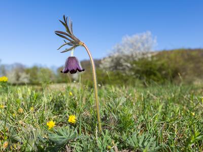 pulsatilla pratensis ssp hungarica habitus
