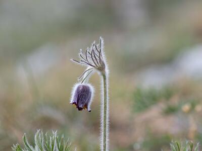 pulsatilla pratensis ssp nigricans