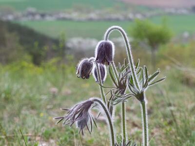 pulsatilla pratensis ssp nigricans habitus