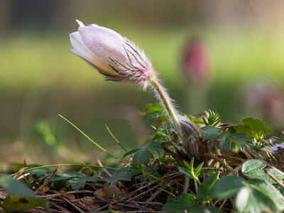 pulsatilla vernalis x pratensis