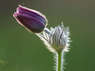pulsatilla vernalis x pratensis detail