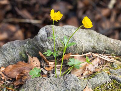 ranunculus montanus
