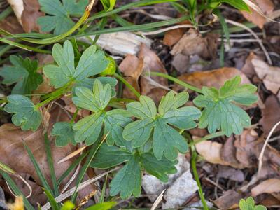 ranunculus montanus blatt