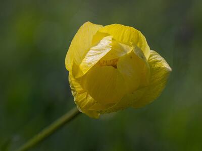 trollius europaeus bluete
