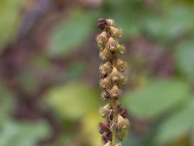 agrimonia procera fruchtstand