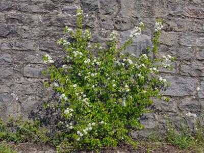 prunus mahaleb