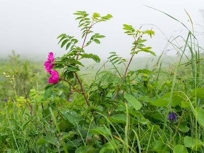 rosa pendulina habitus