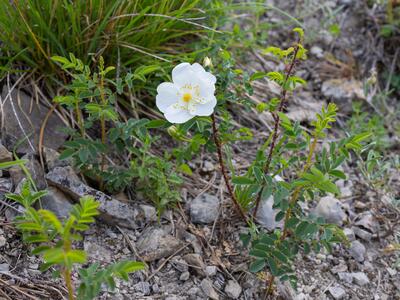 rosa spinosissima