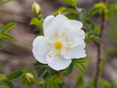rosa spinosissima detail