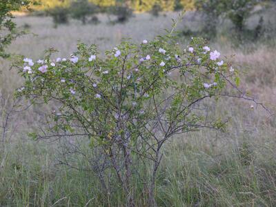 rosa stylosa