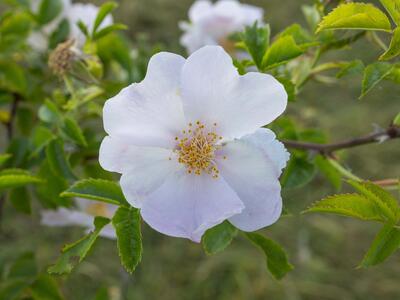 rosa stylosa detail