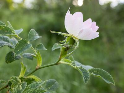 rosa subcollina