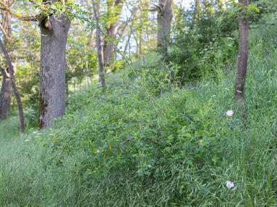 rosa subcollina habitus