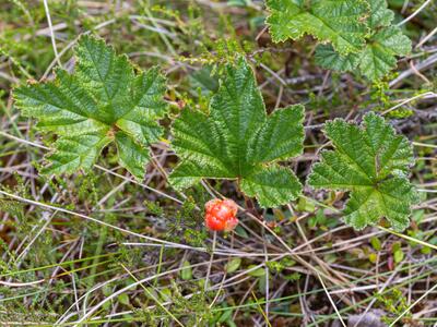 rubus chamaemorus