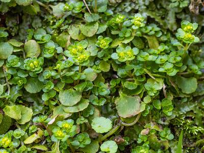 chryosplenium oppositifolium
