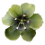 Theophrastaceae