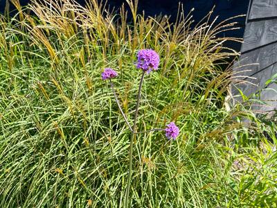 verbena bonariensis