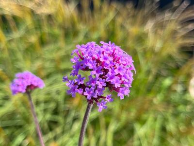 verbena bonariensis detail