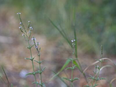 verbena officinalis habitus