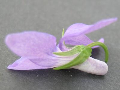 viola x bavarica bluete
